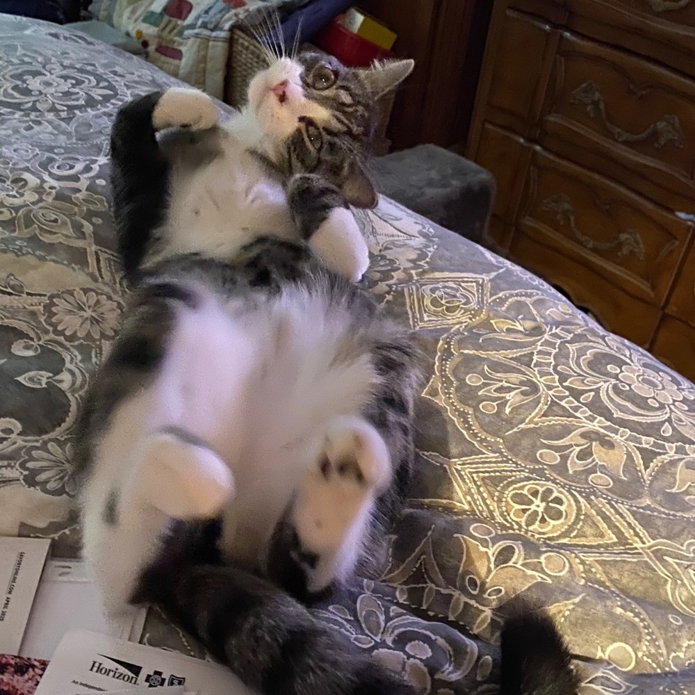 My Sweet Kitty Simba